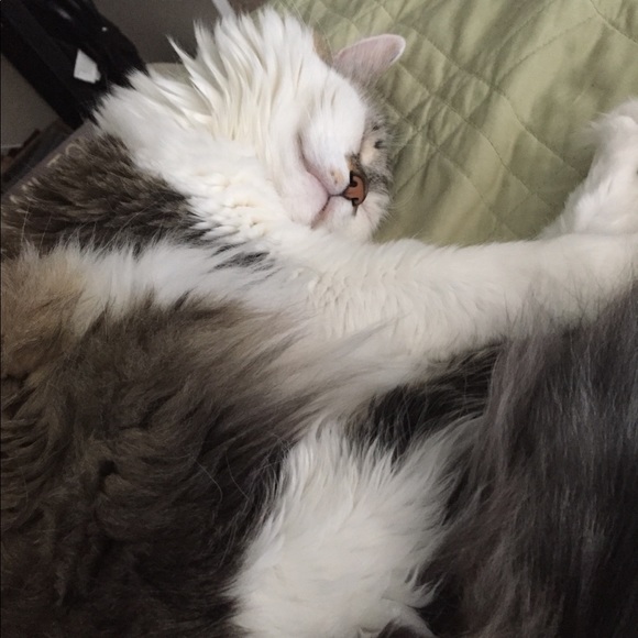 Meet your Posher, Veronica - Picture 3 of 3